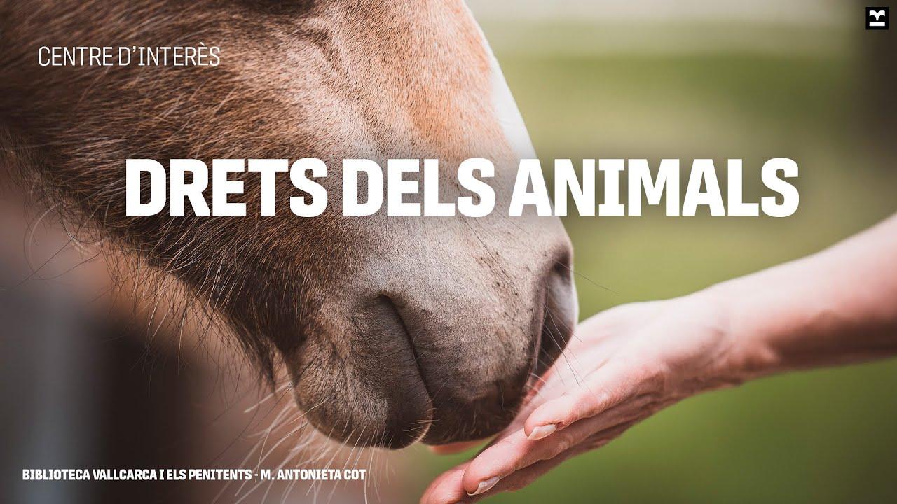 Drets dels ⁣animals com a part essencial de lajuda humanitària